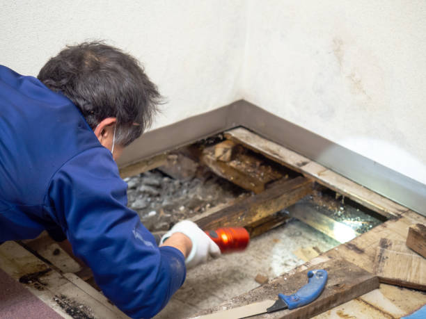 Best Attic Mold Removal  in Lone Grove, OK