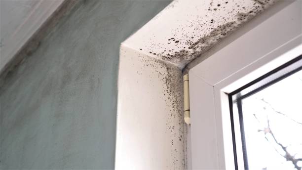Best Commercial Mold Removal  in Lone Grove, OK