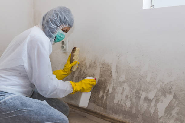Best Residential Mold Removal  in Lone Grove, OK