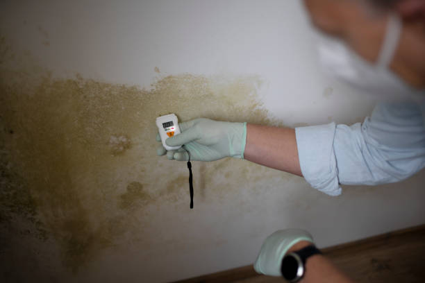 Best Mold Testing  in Lone Grove, OK