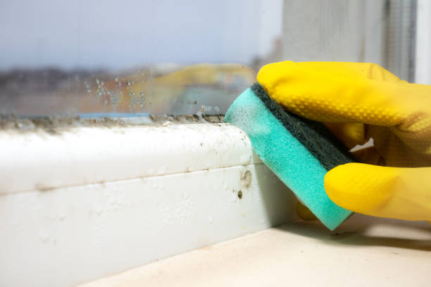 Best Mold Cleaning Services  in Lone Grove, OK