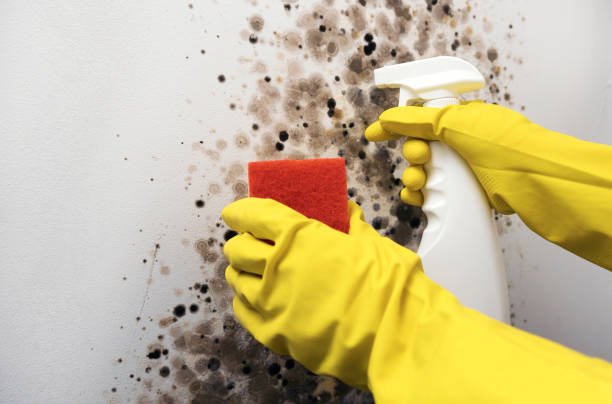 Mold Testing and Removal in Lone Grove, OK