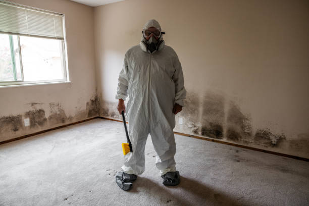 Reliable Lone Grove, OK Mold Removal Solutions