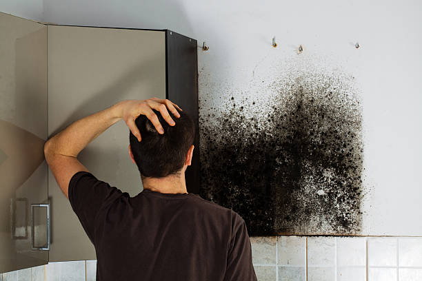 Best Mold Remediation Experts  in Lone Grove, OK