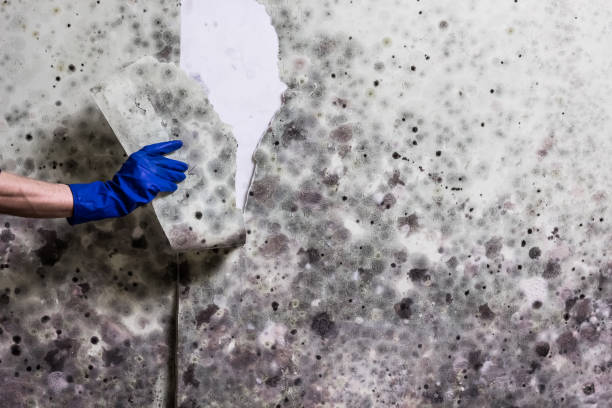 Best Mold Removal Company Near Me  in Lone Grove, OK