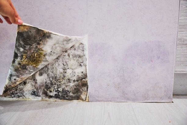 Best Same-Day Mold Removal  in Lone Grove, OK